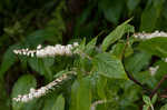 Mountain sweetpepperbush